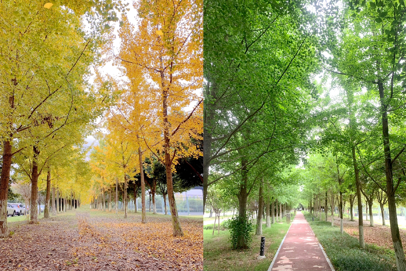 综合一分工会 - 林荫道笔记 - 肖蓉_副本.jpg